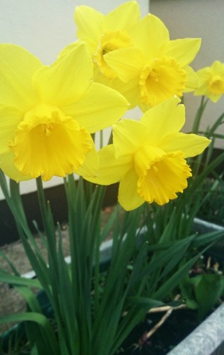 Daffodils always welcome spring