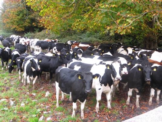 Cows in Ireland