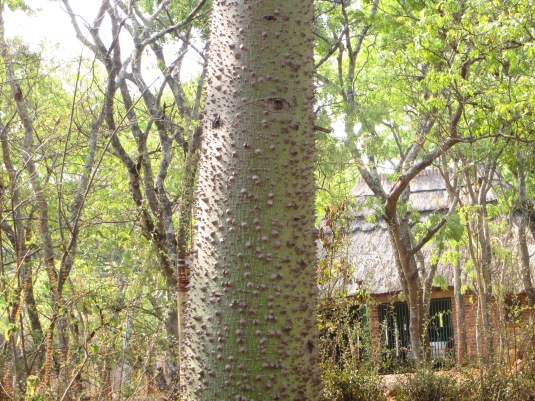 Kapok Tree