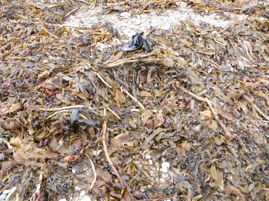 more seaweed debris
