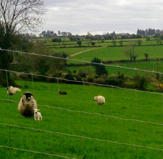 Lambs on the hills